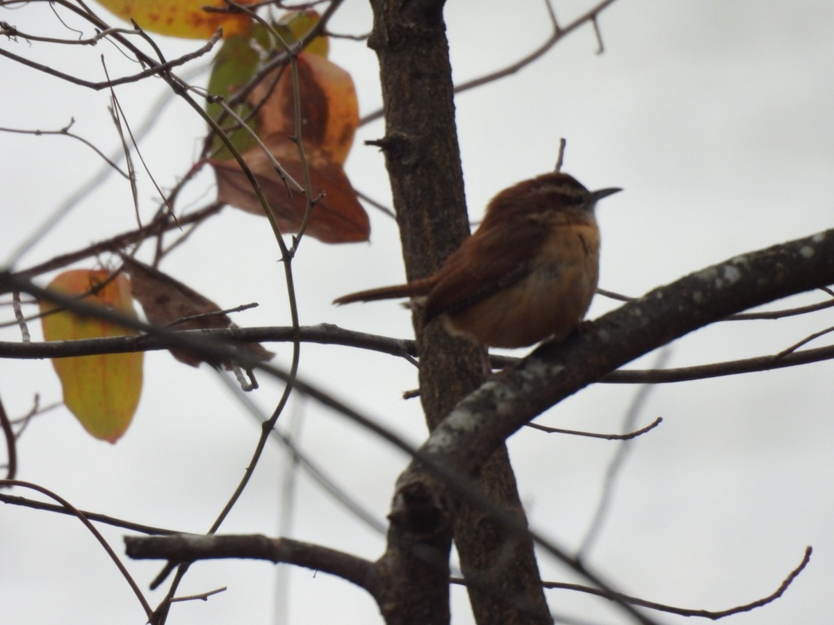 Carolina Wren - ML628061182