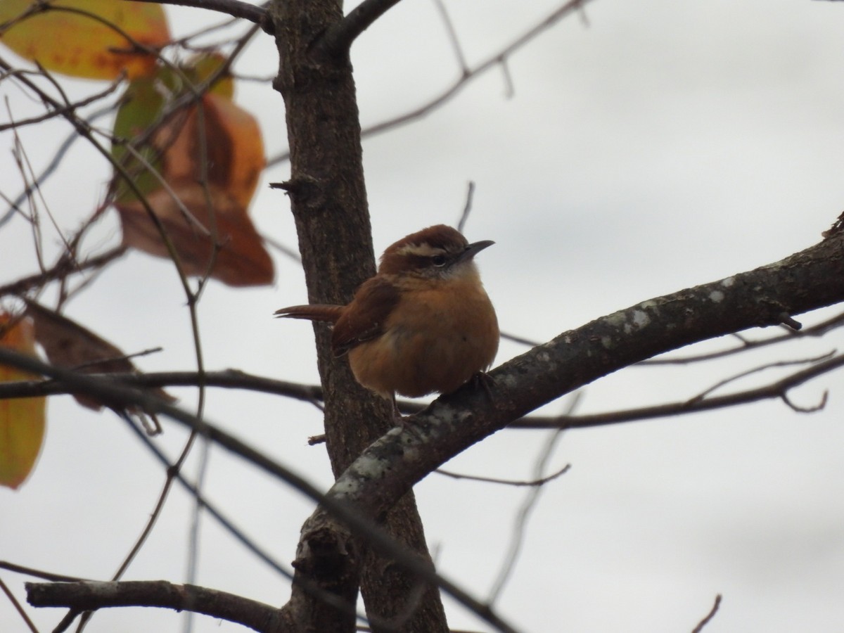 Carolina Wren - ML628061183