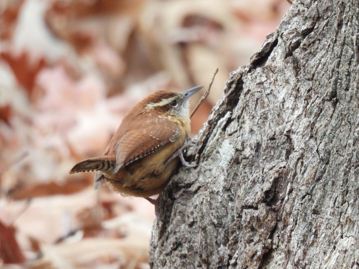 Carolina Wren - ML628061184