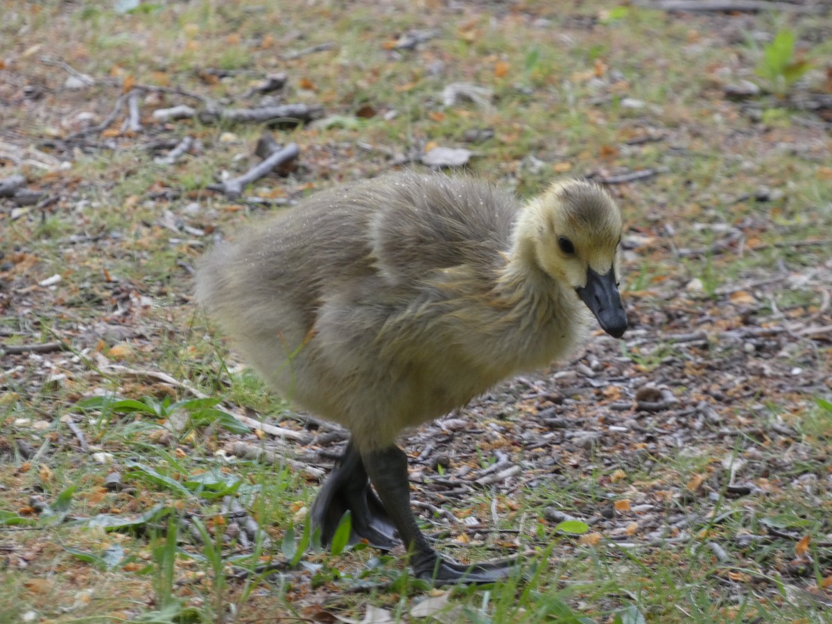 Canada Goose - ML628061185