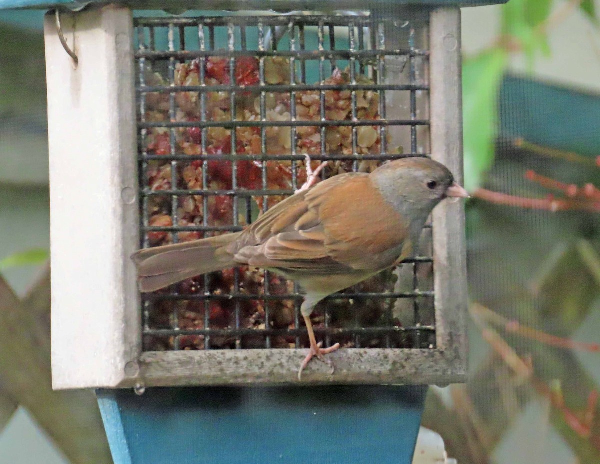 Junco ardoisé - ML628061207