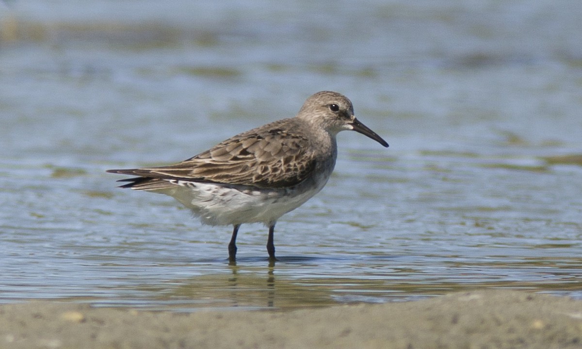 Weißbürzel-Strandläufer - ML62806121