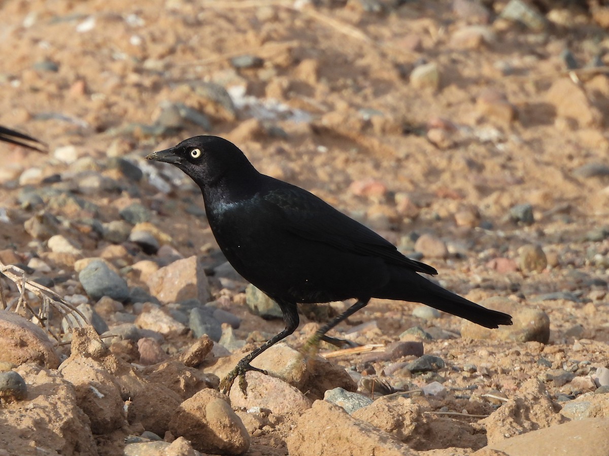 Brewer's Blackbird - ML628061267