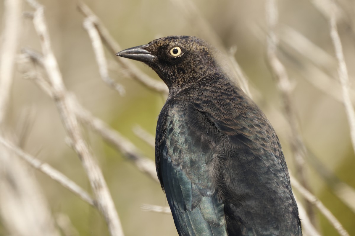 Brewer's Blackbird - ML628061310