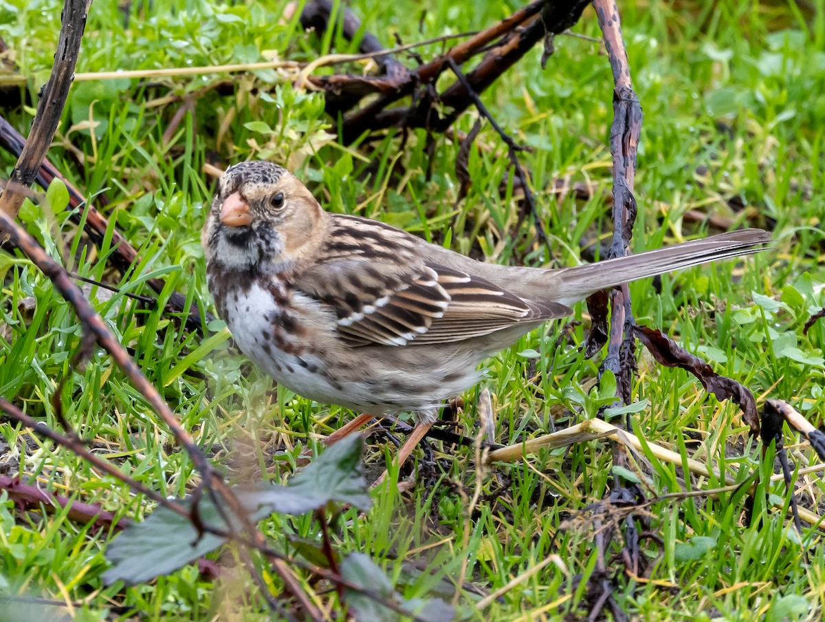 Harris's Sparrow - ML628061312