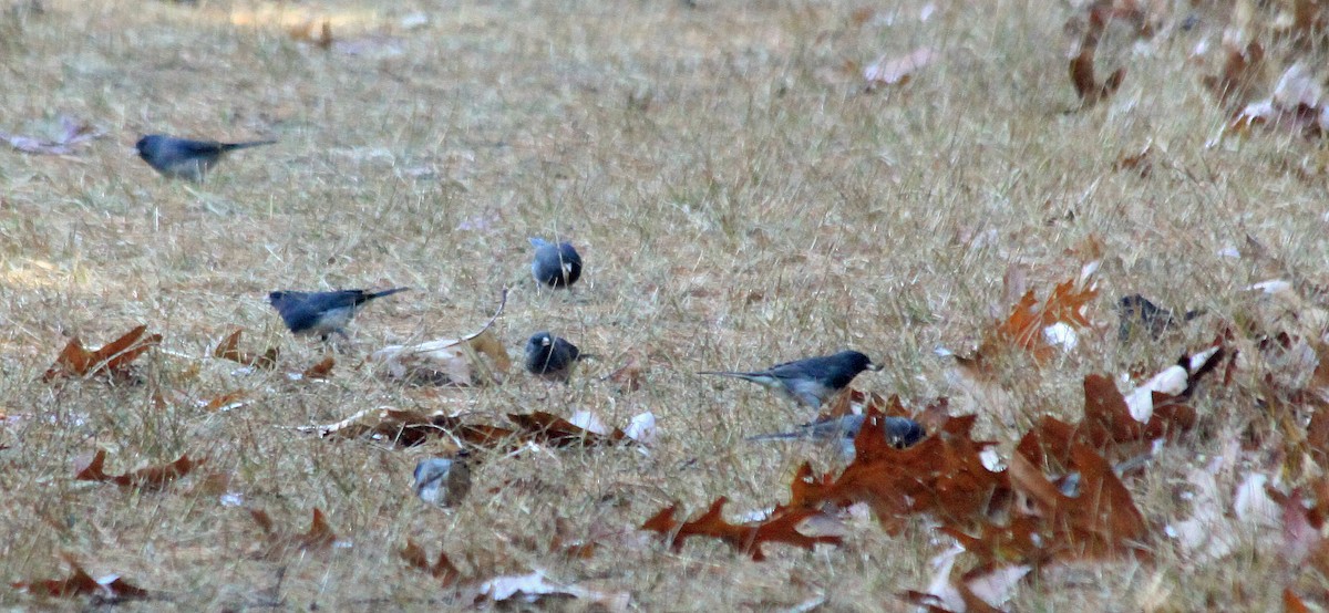 Junco ardoisé - ML628061357