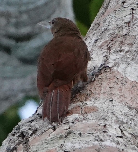 Cinnamon-throated Woodcreeper - ML628061411