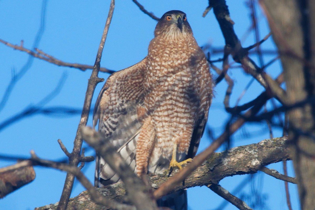 Cooper's Hawk - ML628061422