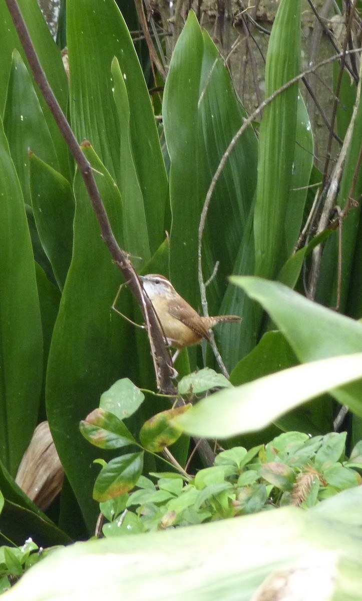 Carolina Wren - ML628061430