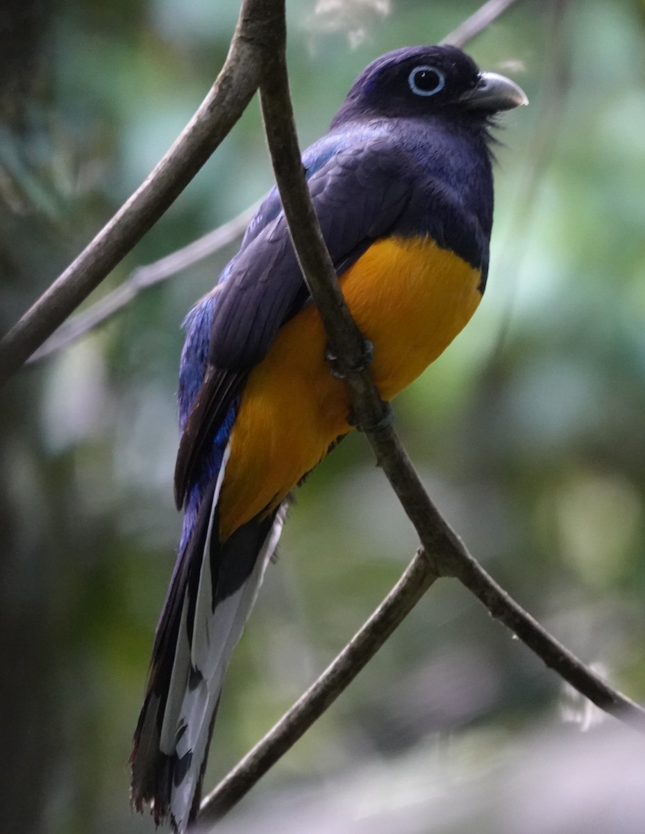 Green-backed Trogon - ML628061449