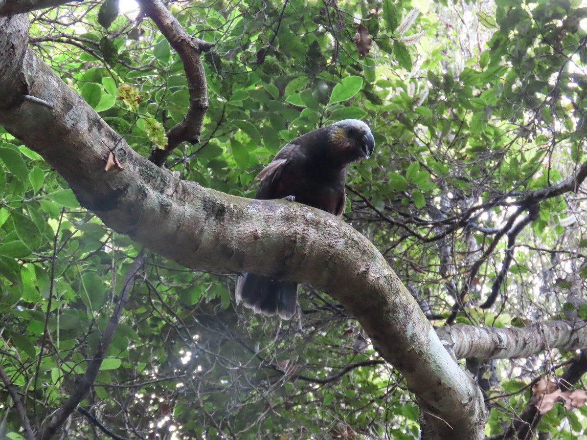 New Zealand Kaka - ML628061474