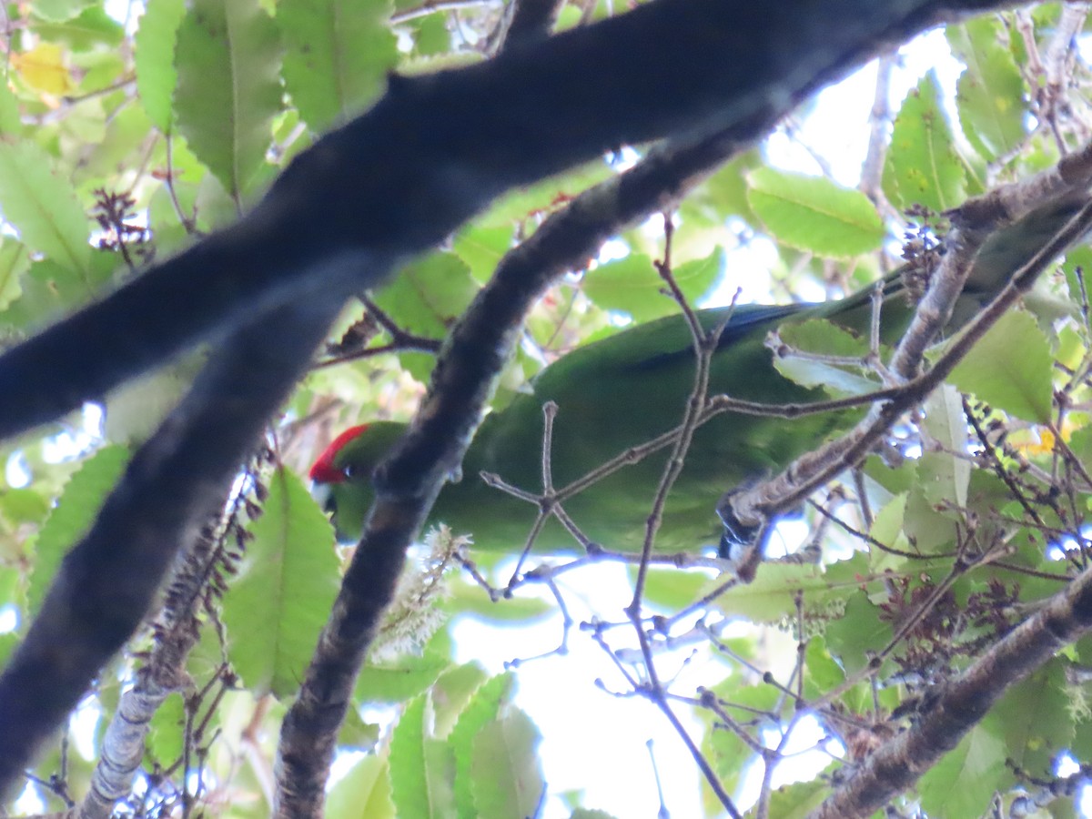 Red-crowned Parakeet - ML628061477