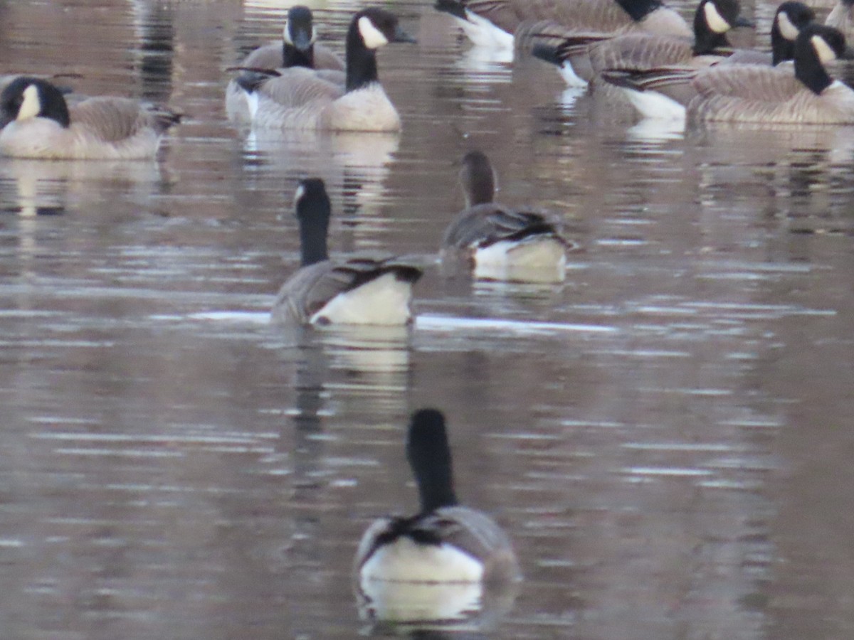 Greater White-fronted Goose - ML628061478