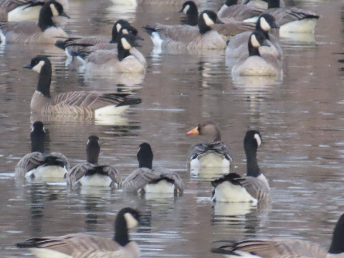 Greater White-fronted Goose - ML628061479