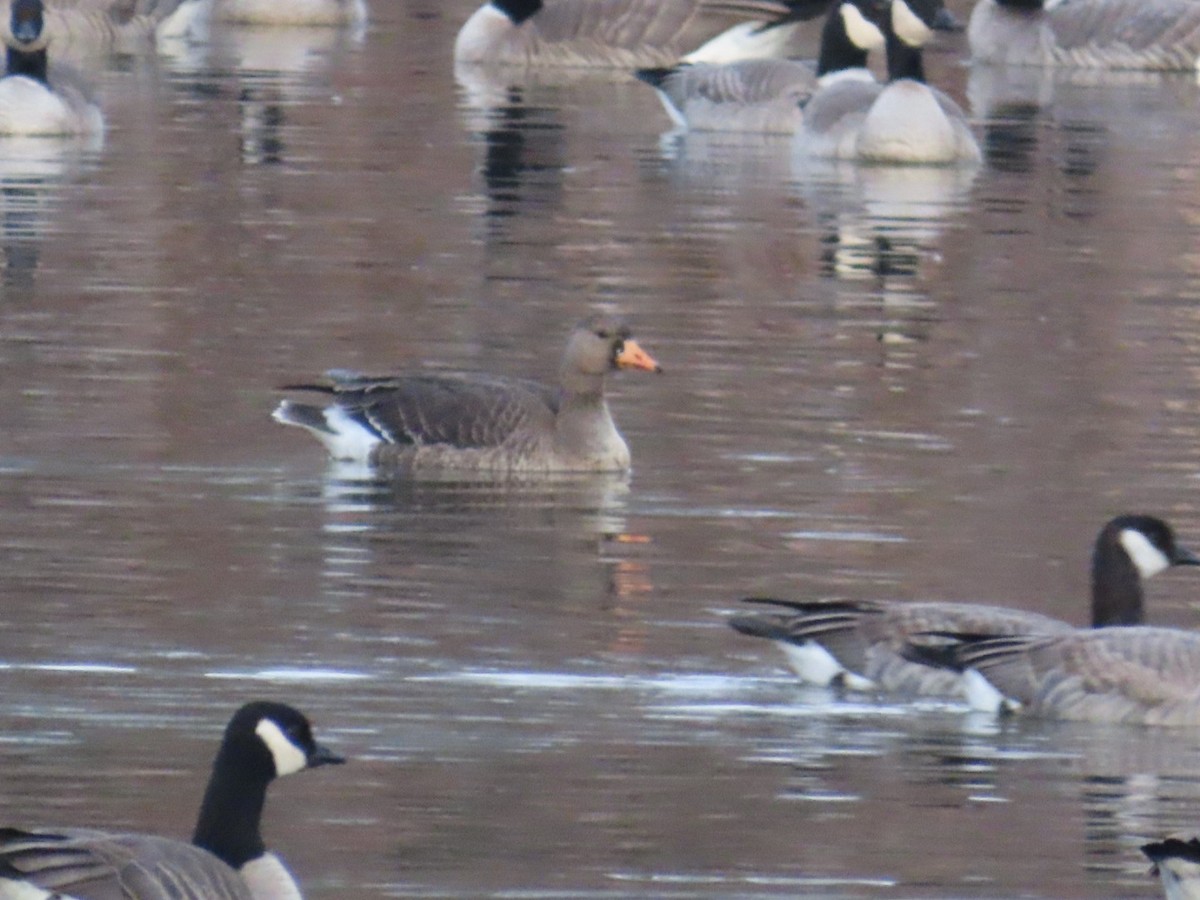 Greater White-fronted Goose - ML628061480