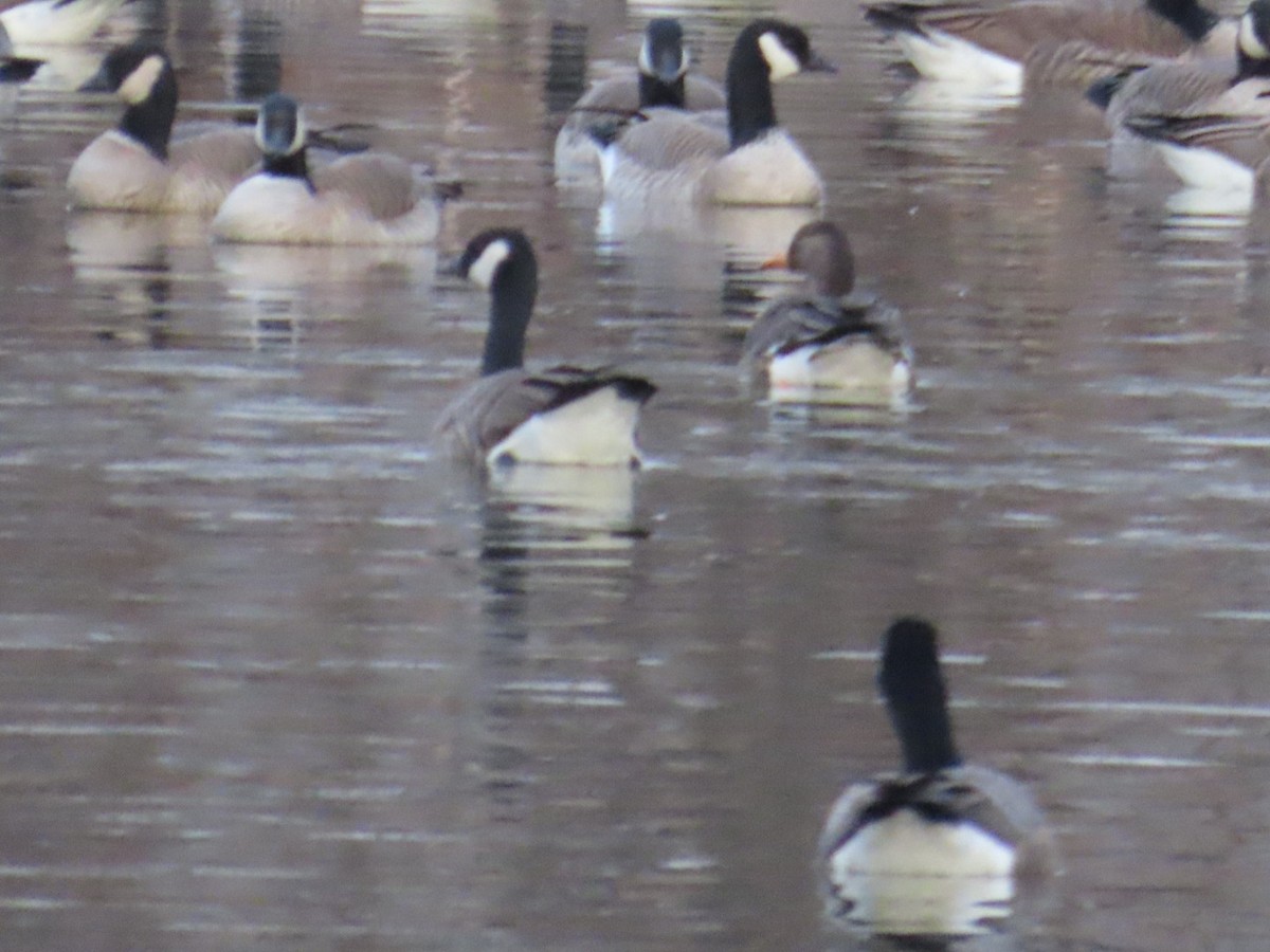 Greater White-fronted Goose - ML628061481