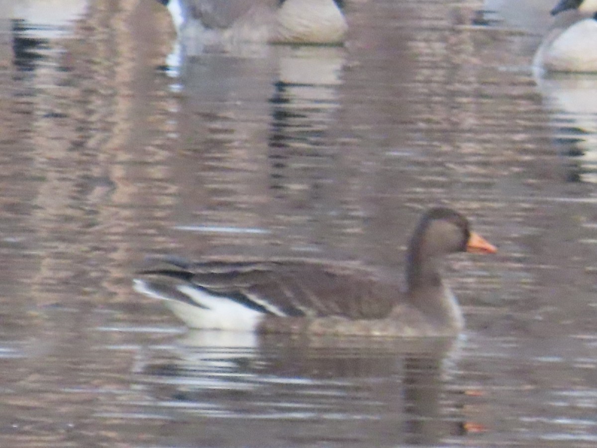 Greater White-fronted Goose - ML628061482