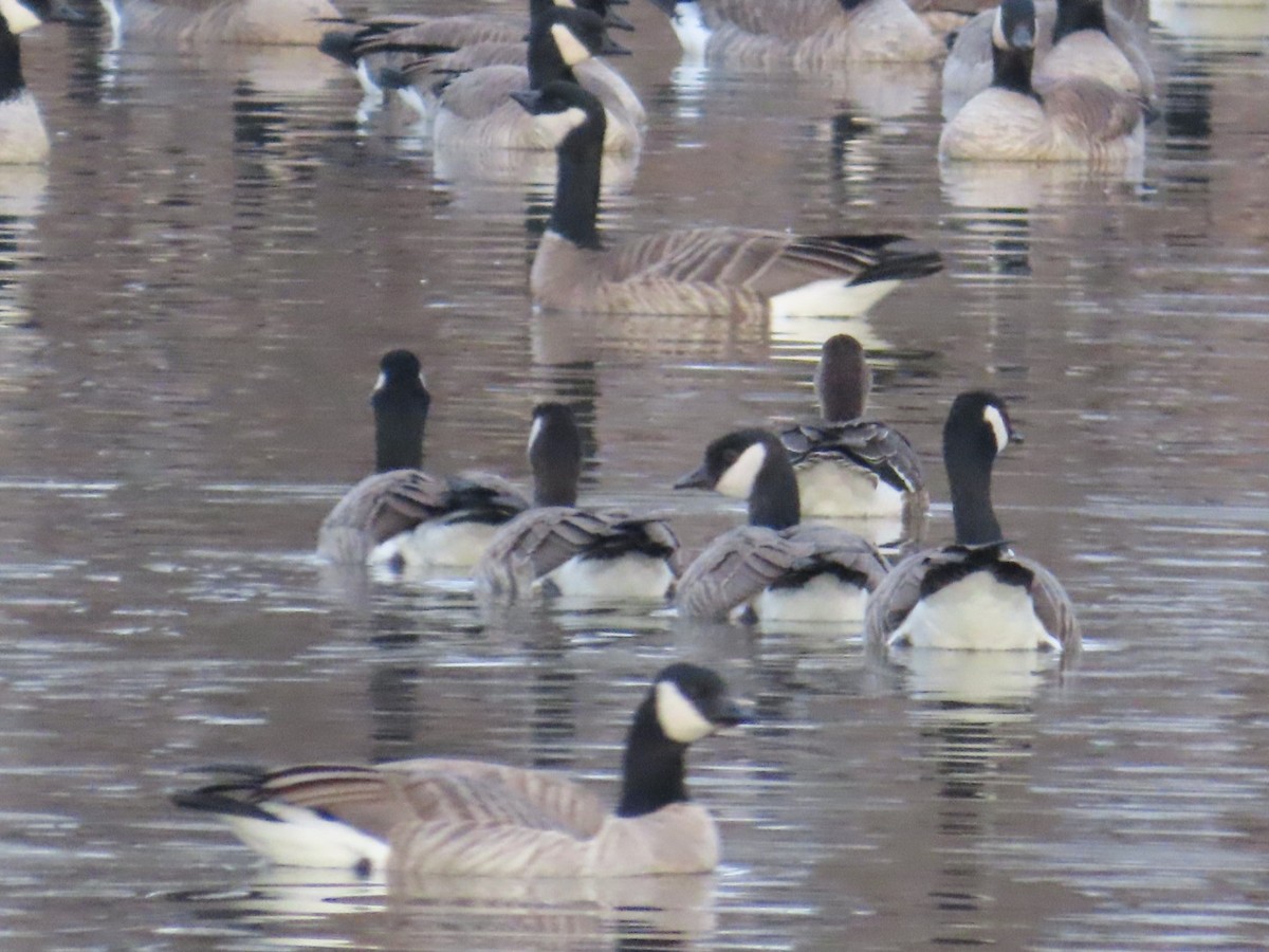 Greater White-fronted Goose - ML628061483