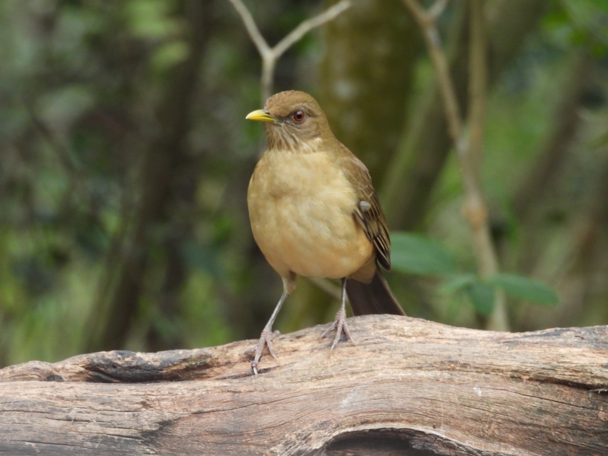 Clay-colored Thrush - ML628061498