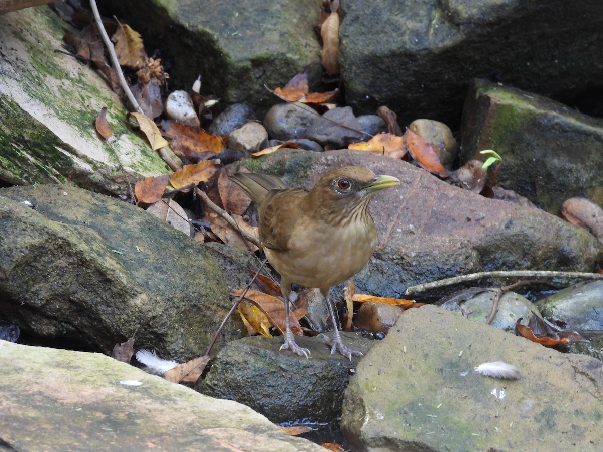 Clay-colored Thrush - ML628061511