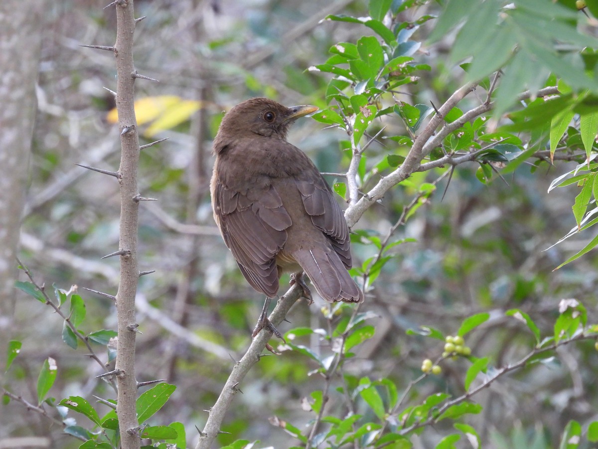 Clay-colored Thrush - ML628061515