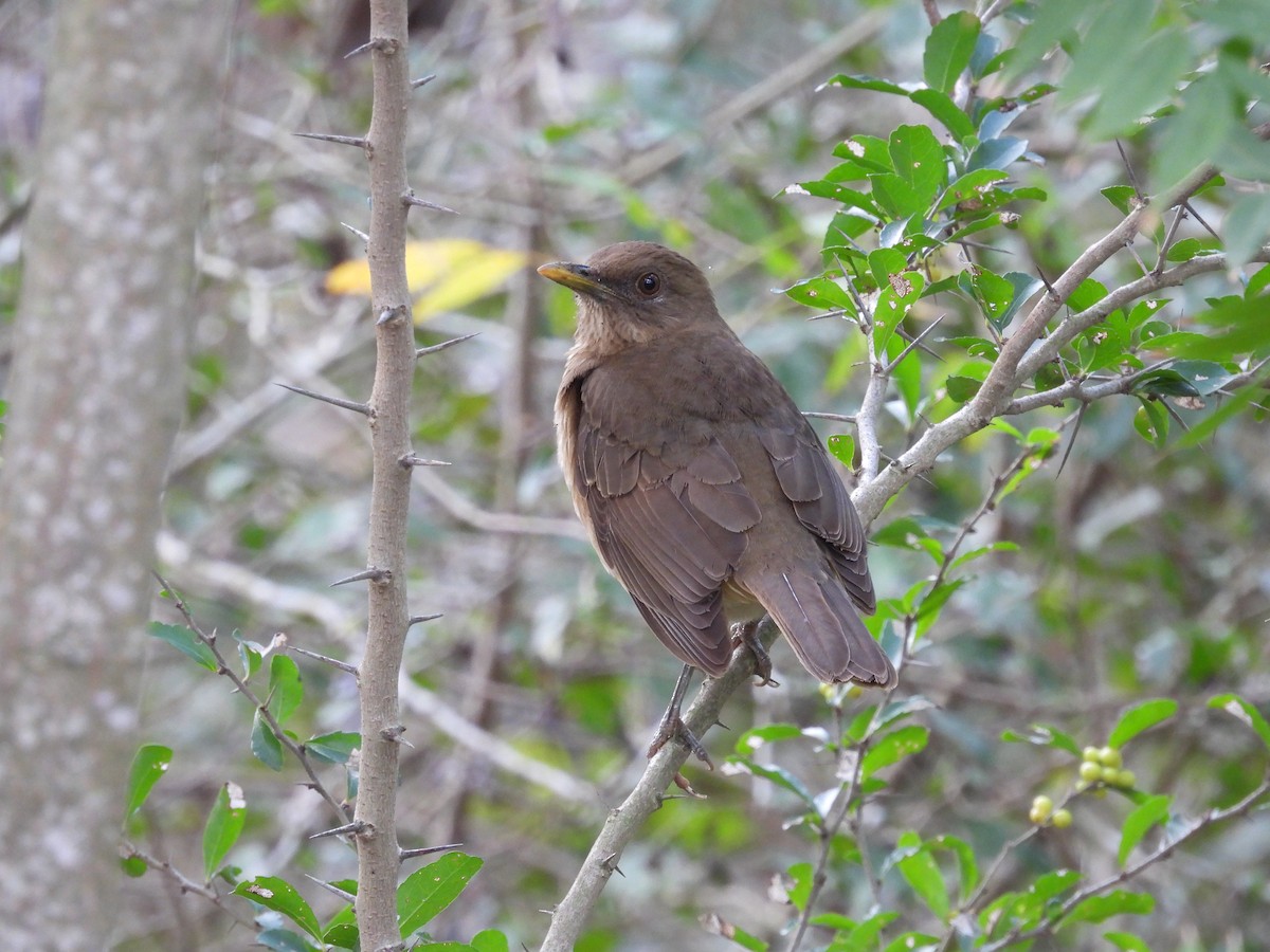 Clay-colored Thrush - ML628061517