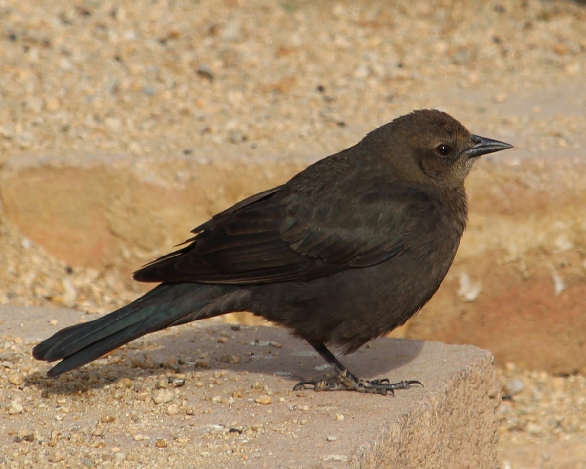 Brewer's Blackbird - ML628061551