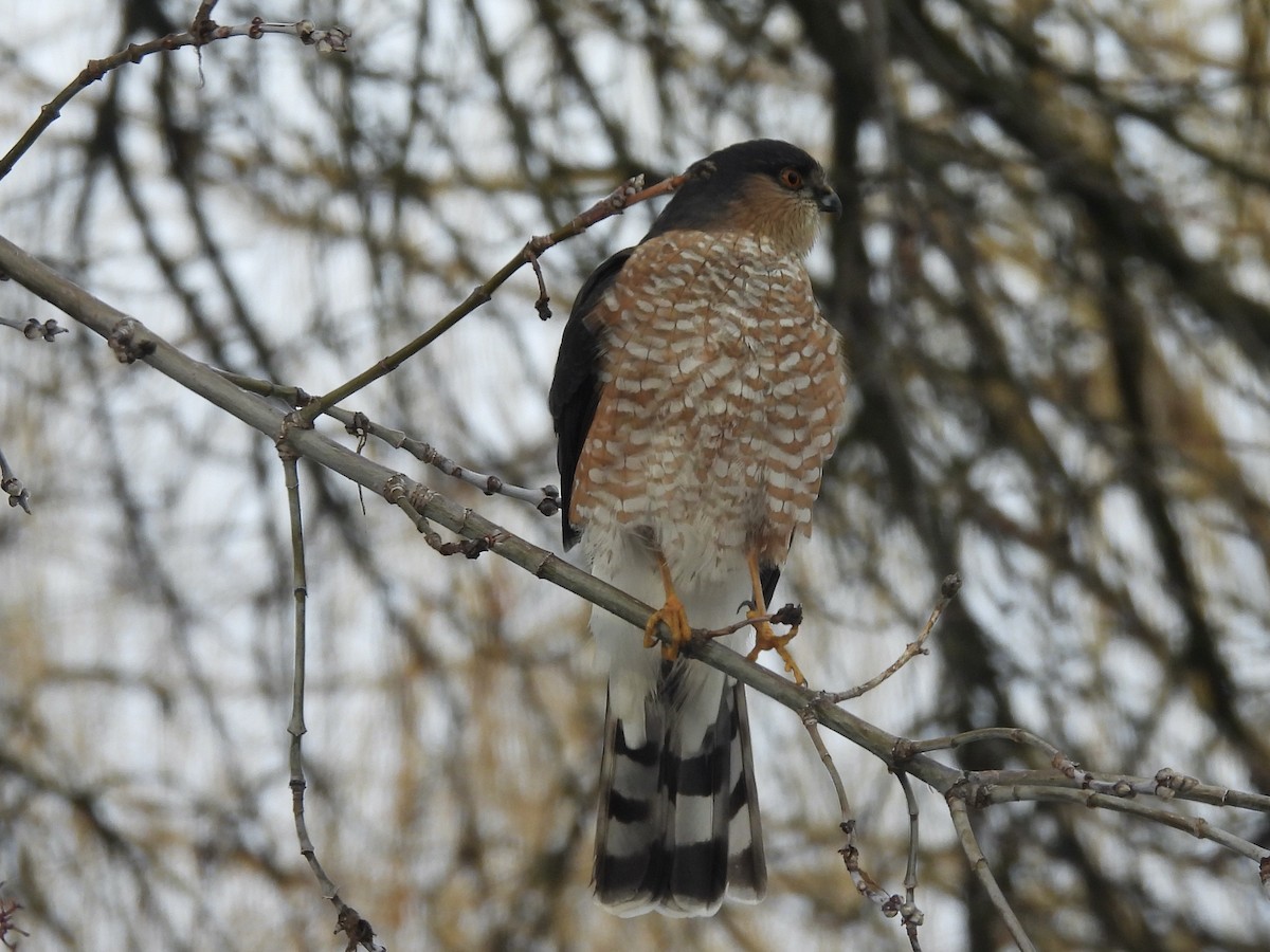 Sharp-shinned Hawk - ML628061566