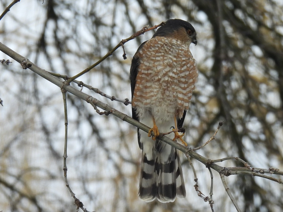 Sharp-shinned Hawk - ML628061567