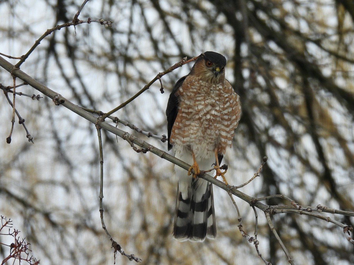 Sharp-shinned Hawk - ML628061568