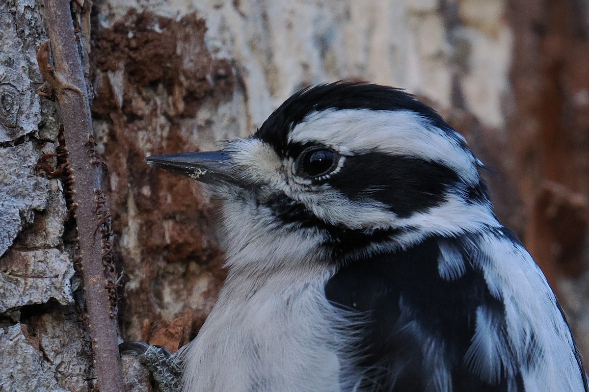 Downy Woodpecker - ML628061577