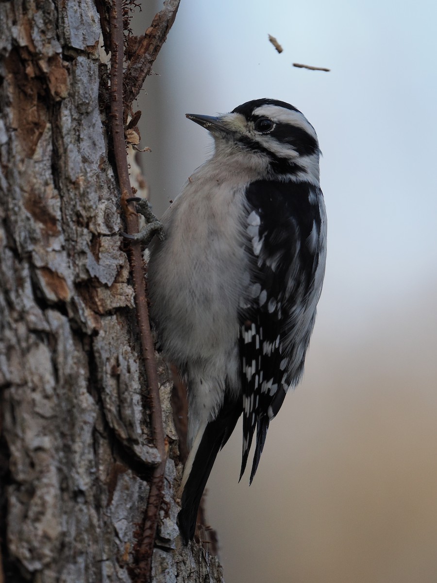 Downy Woodpecker - ML628061579