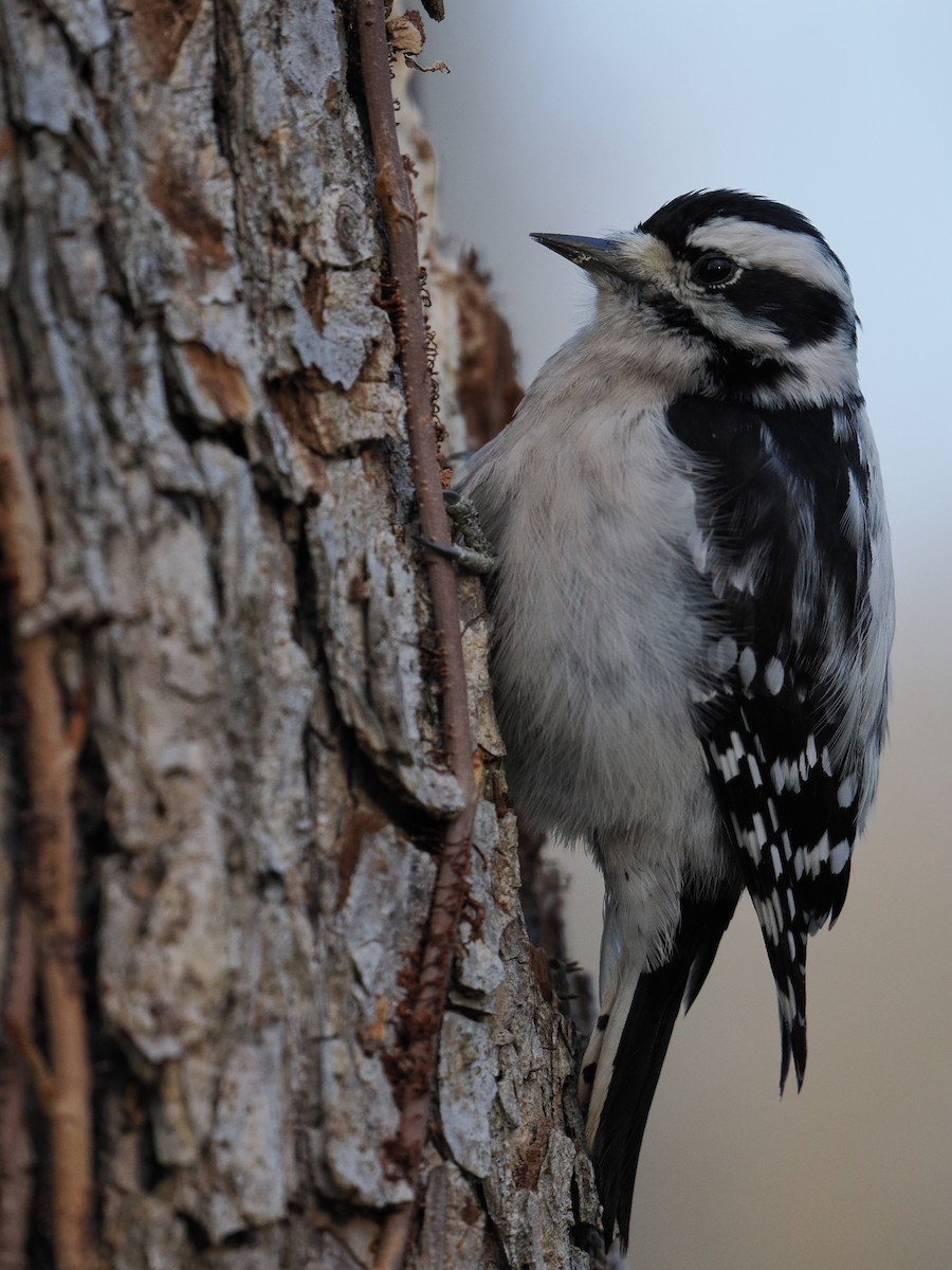 Downy Woodpecker - ML628061580