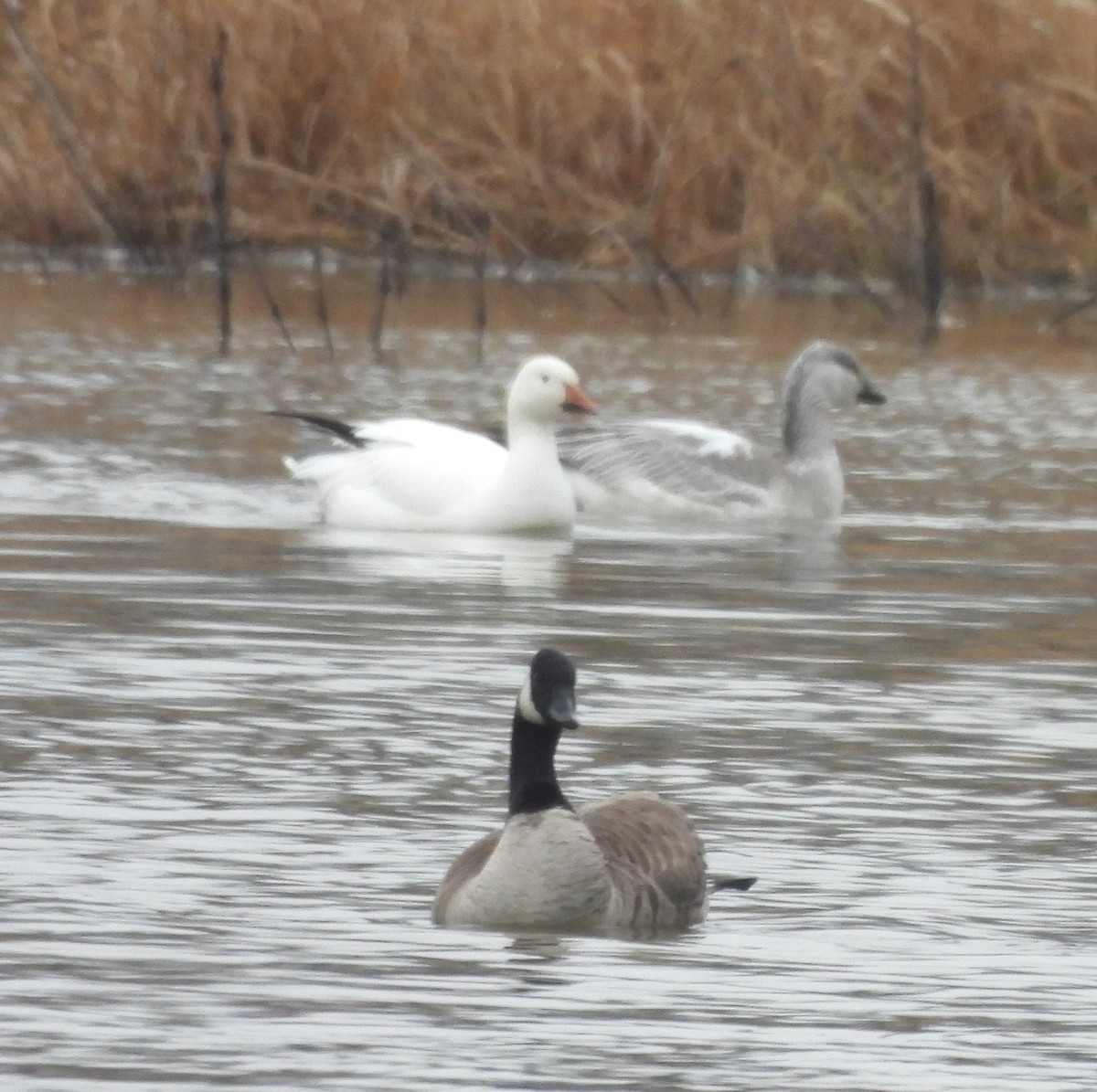 Snow Goose - ML628061587