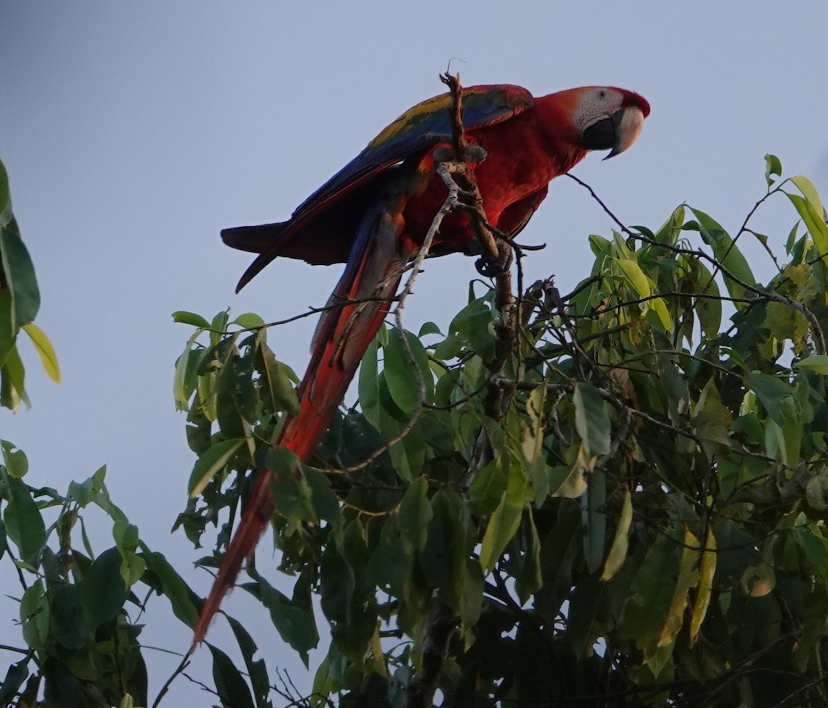 Scarlet Macaw - ML628061604