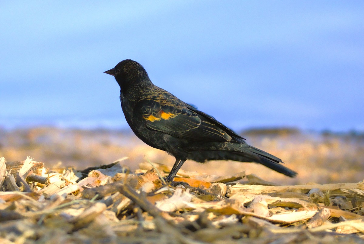 Red-winged Blackbird - ML628061767