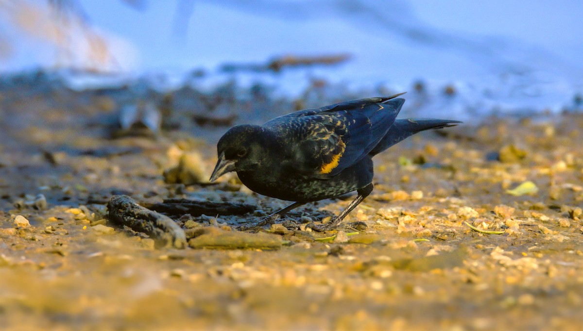 Red-winged Blackbird - ML628061768