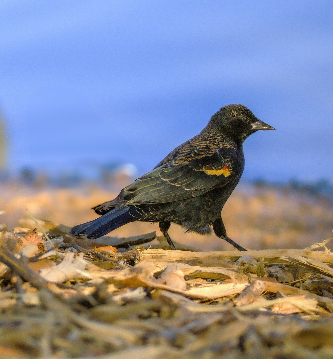 Red-winged Blackbird - ML628061769