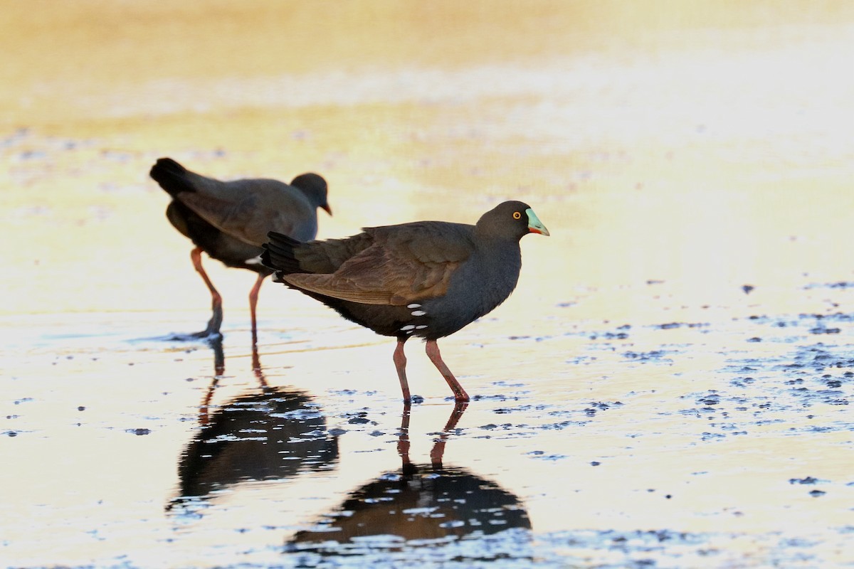 Gallinule aborigène - ML628061779