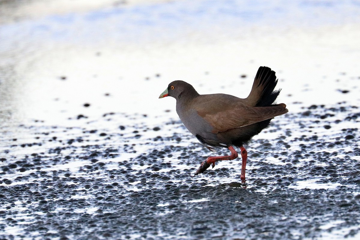 Gallinule aborigène - ML628061780