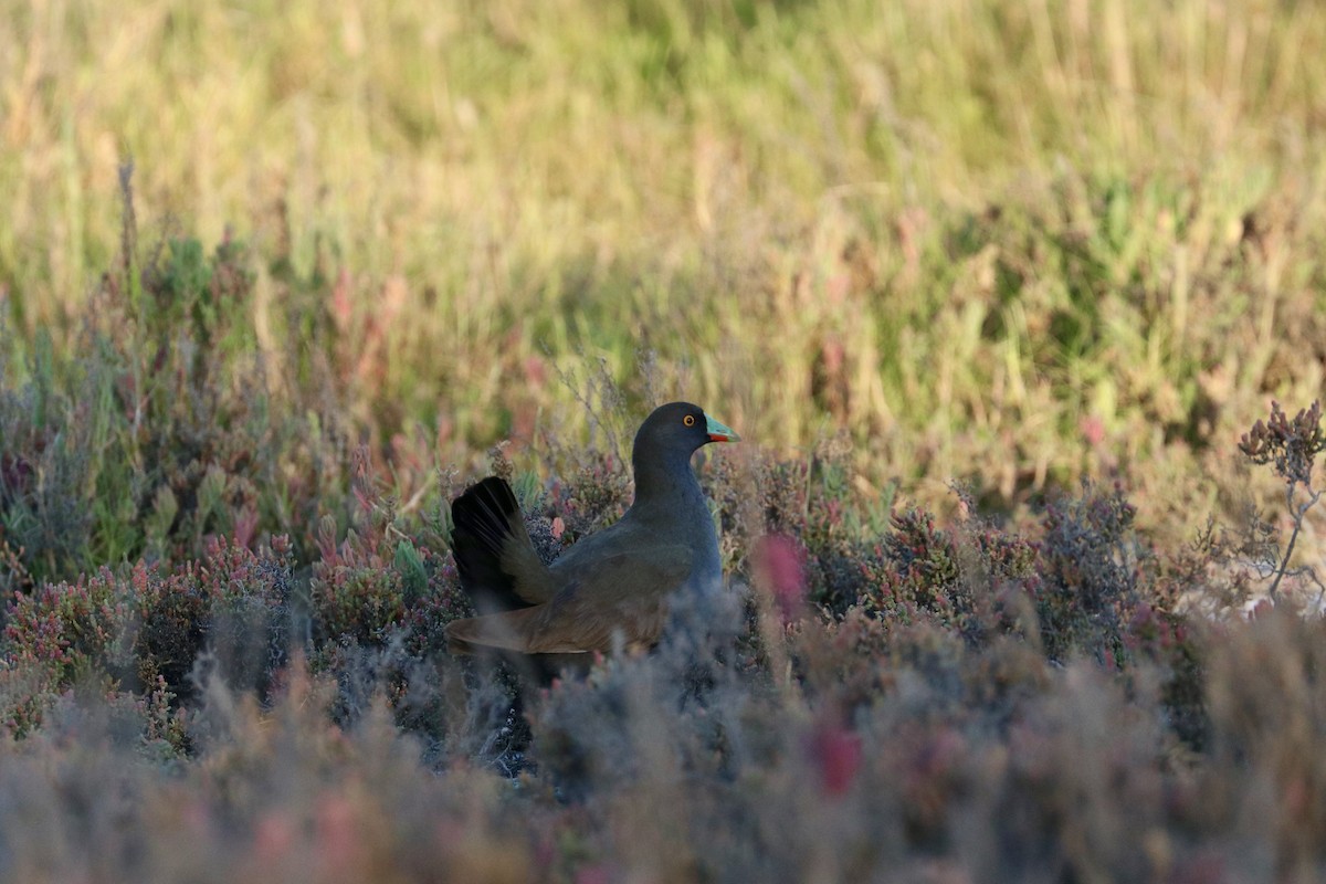Gallinule aborigène - ML628061781
