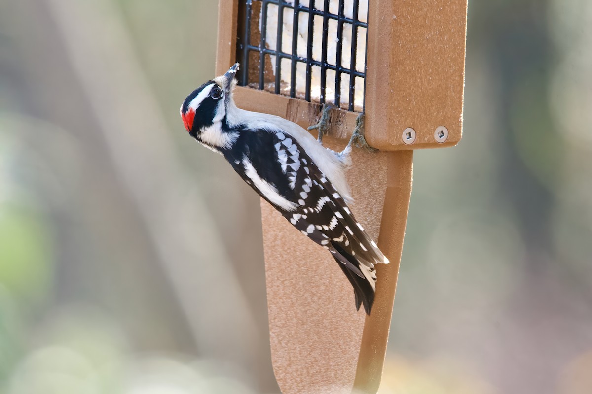 Downy Woodpecker - ML628061802