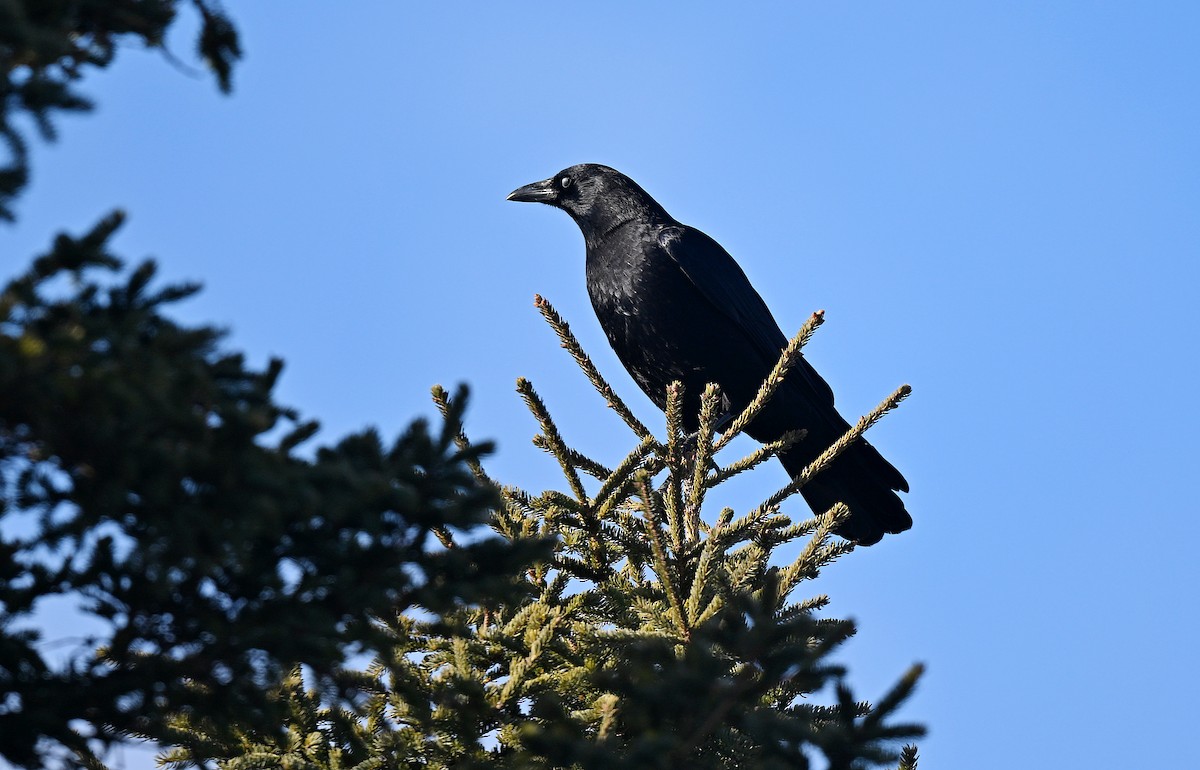 American Crow - ML628061805