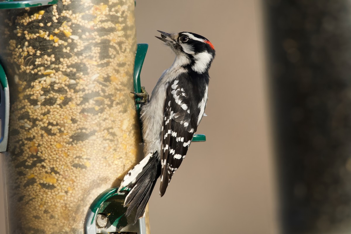 Downy Woodpecker - ML628061821