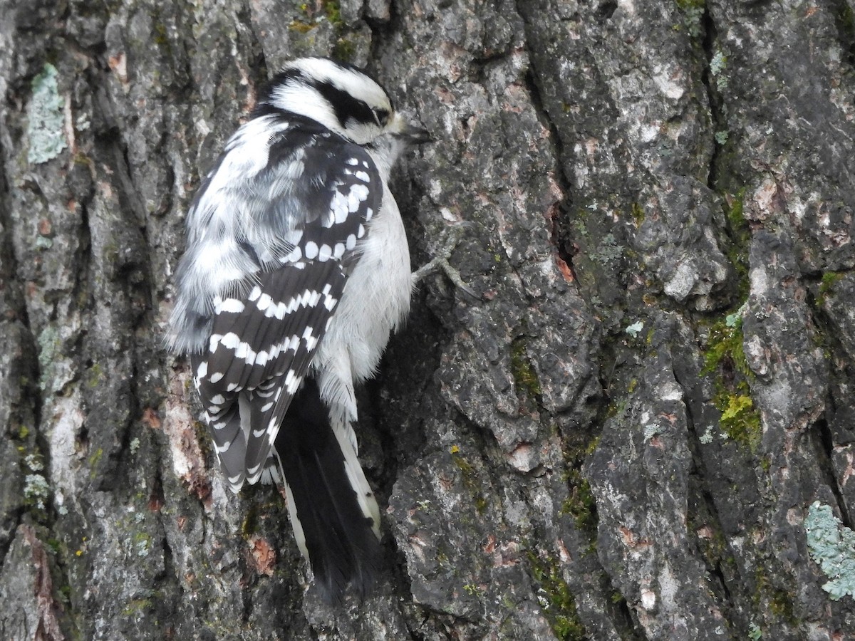 Downy Woodpecker - ML628061824