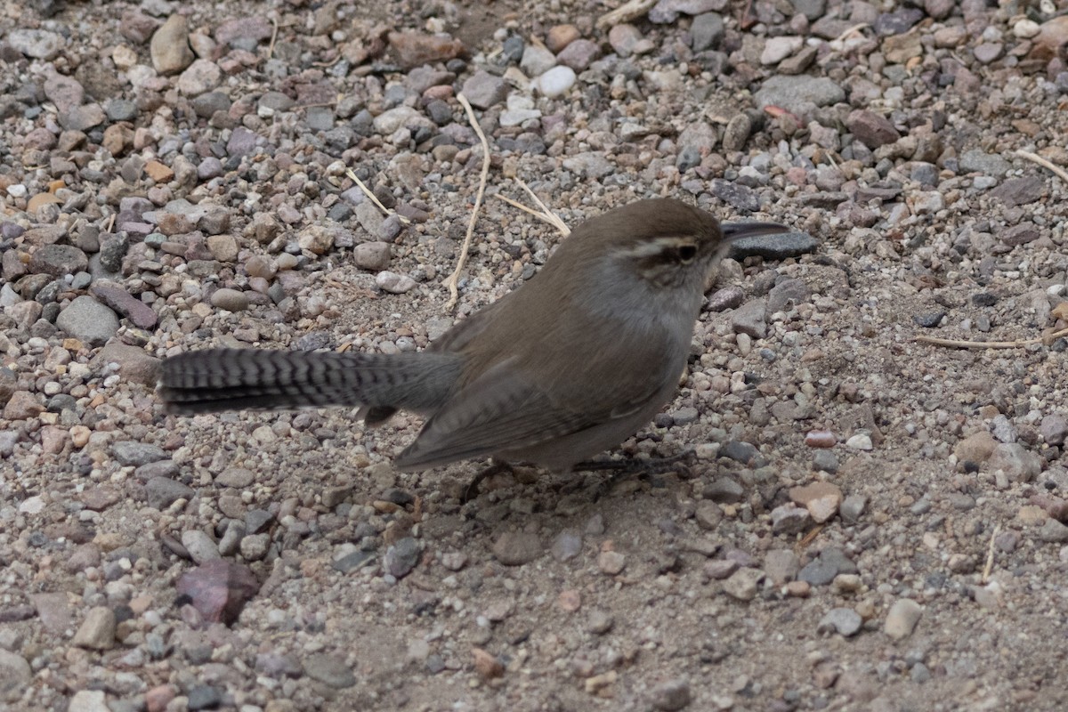 Bewick's Wren - ML628061841