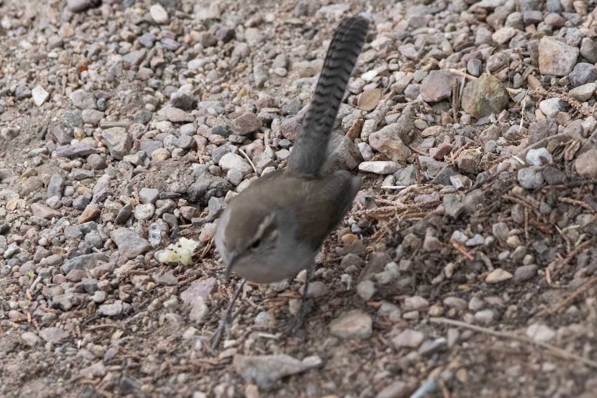 Bewick's Wren - ML628061842