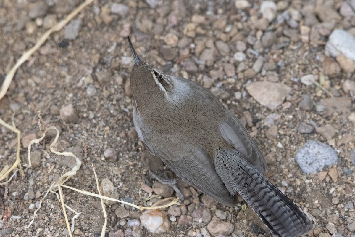 Bewick's Wren - ML628061843