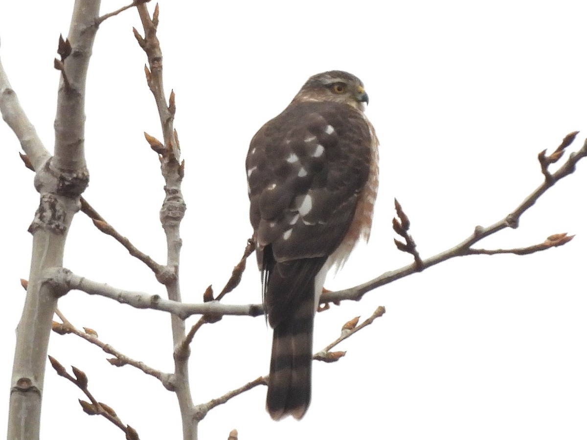 Sharp-shinned Hawk - ML628061874