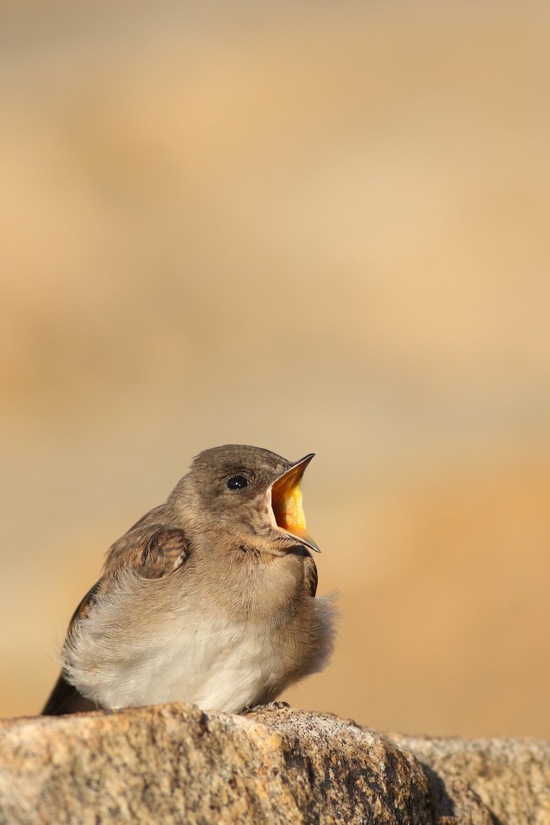 Northern Rough-winged Swallow - ML62806191